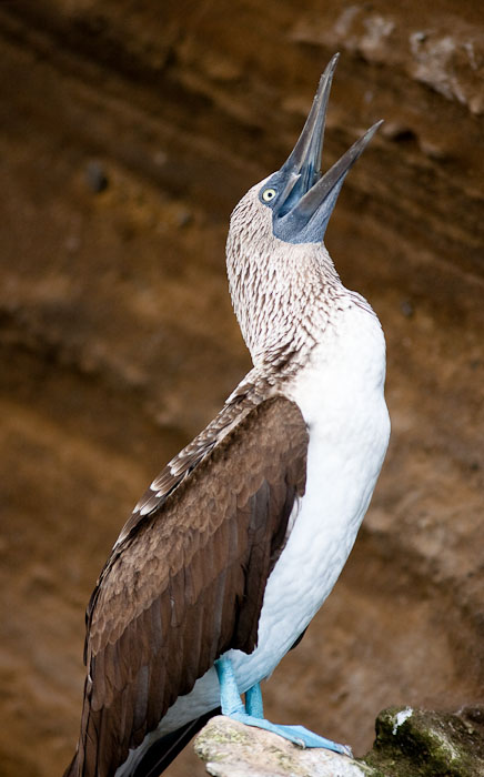Blue-footed Booby calling, Isabela Island.  Canon 1D IIn and 300mm f/4 L IS lens.  Exposed 1/300 sec. @ f/4, ISO 400.