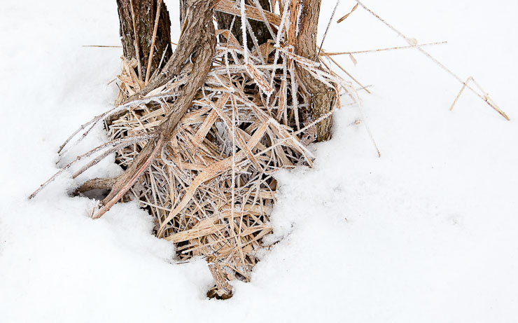 Dried grasses and tree trunks, Burlington, Wis.