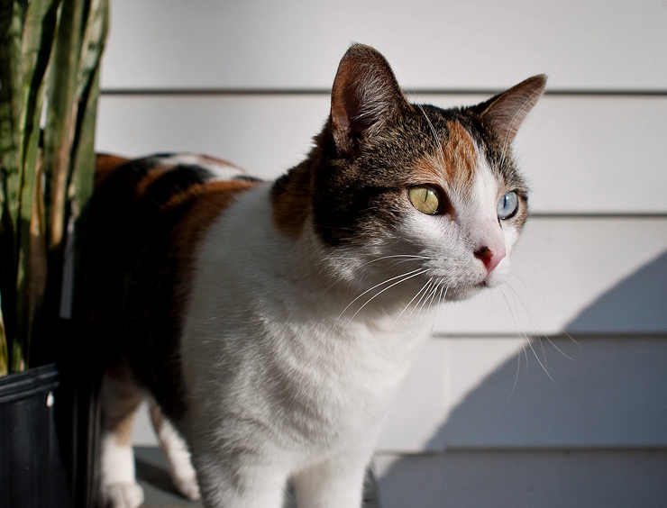 Catface stalks her next kill, Durham, N.C.