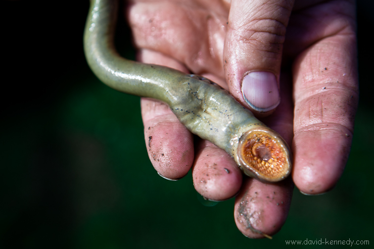 Colby Wrasse of the US Fish and Wildlife Service holds a Silver lamprey