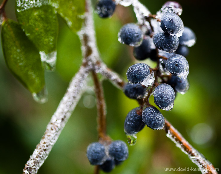 Berries and ice