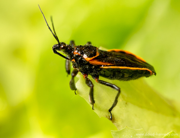 An Assassin Bug perches on a leaf of lettuce harvested from our garden.
