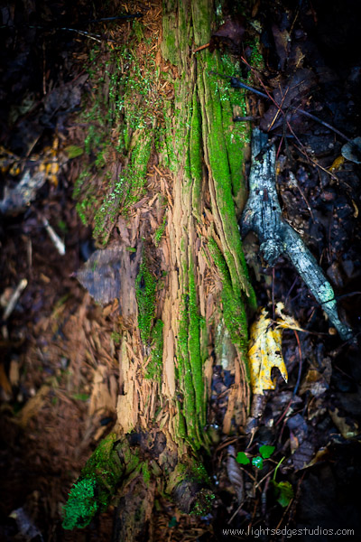 Moss and rotting log